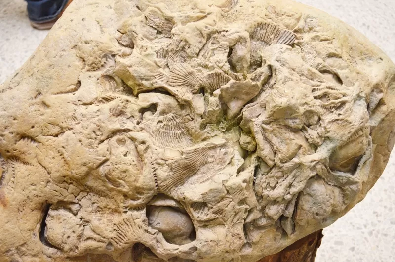 Piedra de la sala de paleontología, tame hace millones de años.